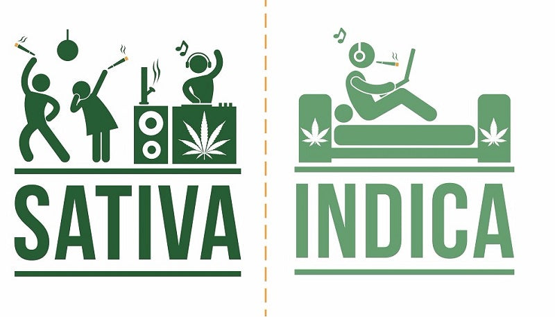 Indica, Sativa, or Does it actually matter? - The SWL Store 