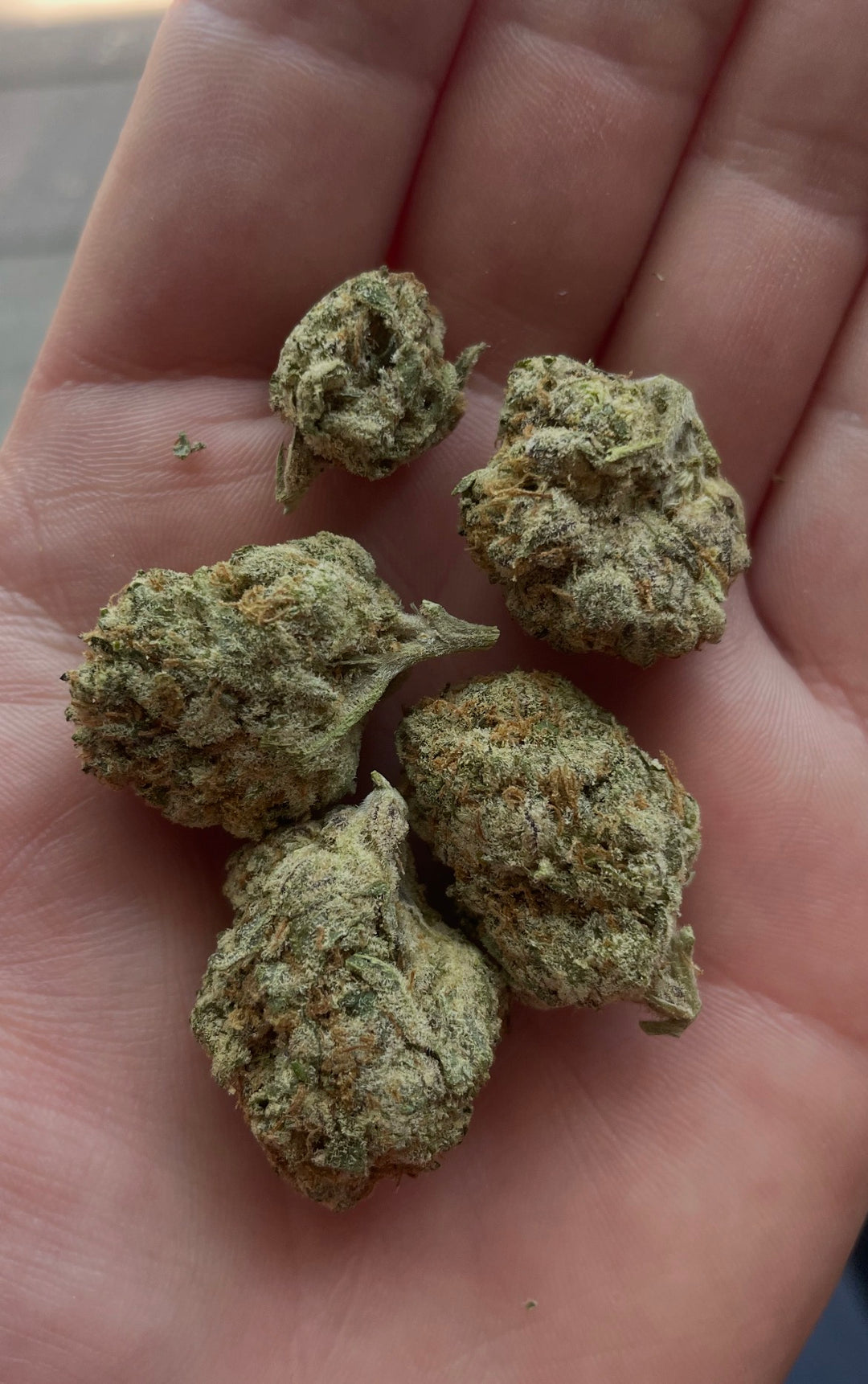 Commercial Indoors - Blueberry - Flower