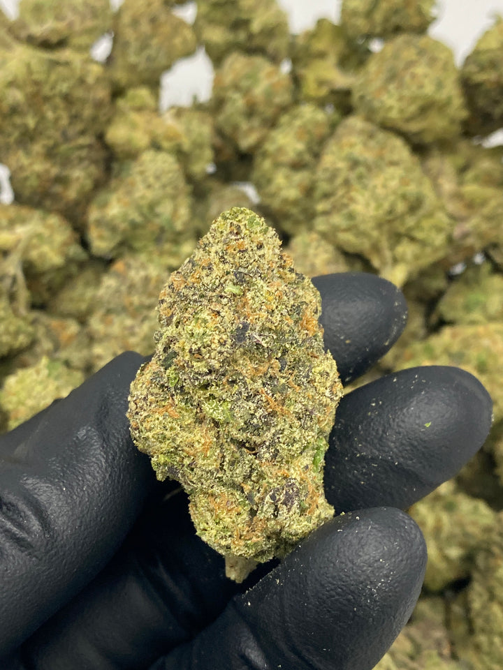 Indoor Exotics - Alien Spacecraft - Flower