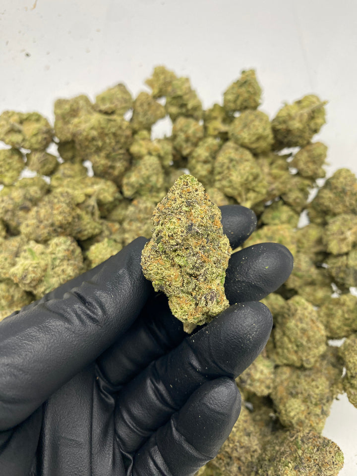 Indoor Exotics - Alien Spacecraft - Flower