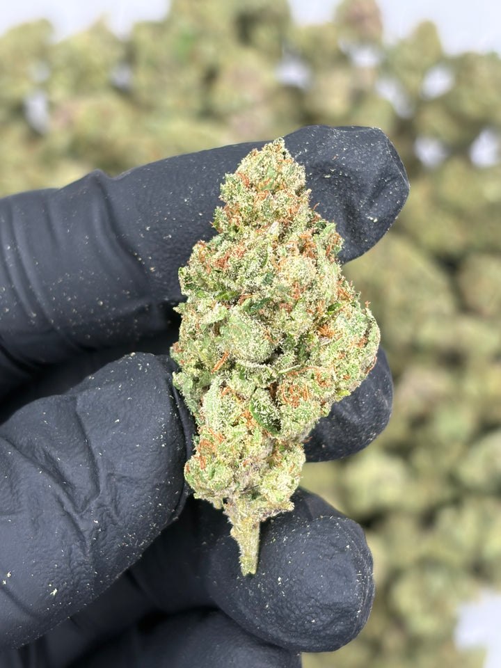 $99 Oz - Indoor Flower - Barbie Doll (Hybrid)