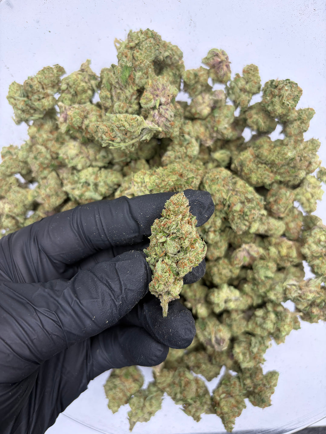$99 Oz - Indoor Flower - Barbie Doll (Hybrid)