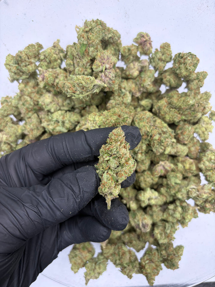 $99 Oz - Indoor Flower - Barbie Doll (Hybrid)