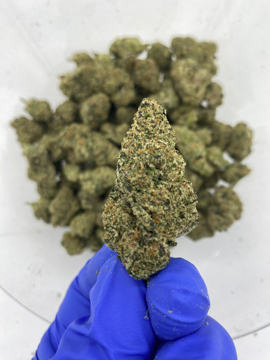 Indoor Exotics - Blue Magoo - Flower