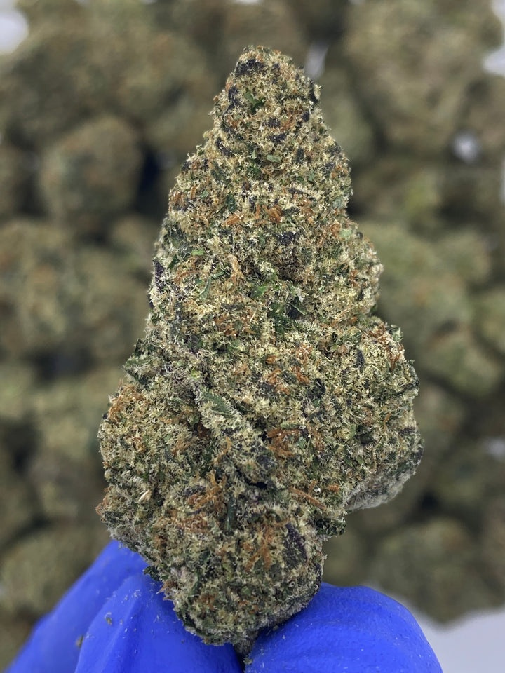 Indoor Exotics - Blue Magoo - Flower