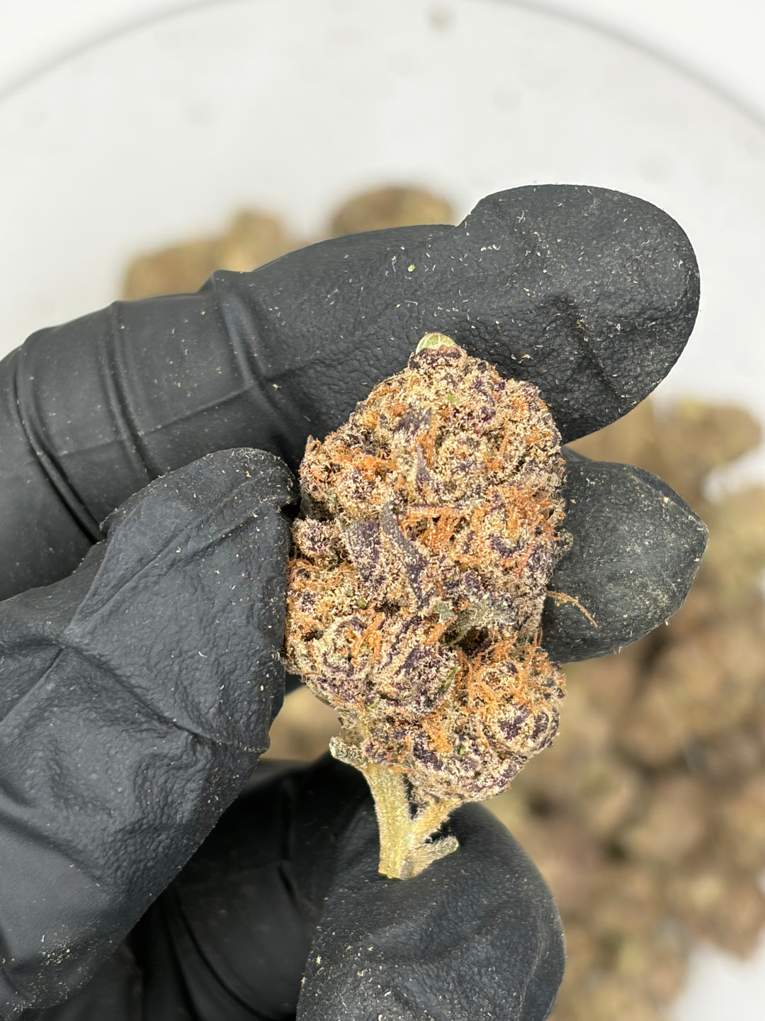Indoor Exotics - Blueberry Pancake - Flower