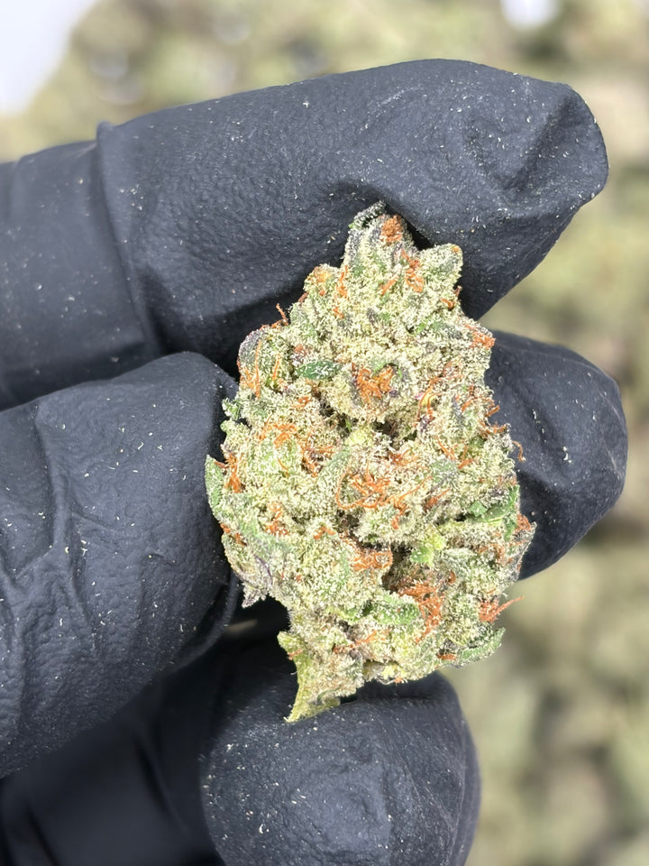 $99 Oz - Indoor Flower - Gazzurple (Sativa Hybrid)