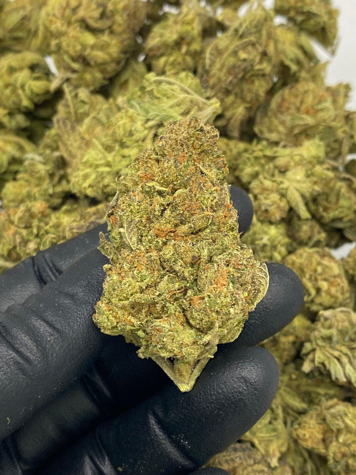 $99 Oz - Commercial Indoors - Italian Ice - Flower
