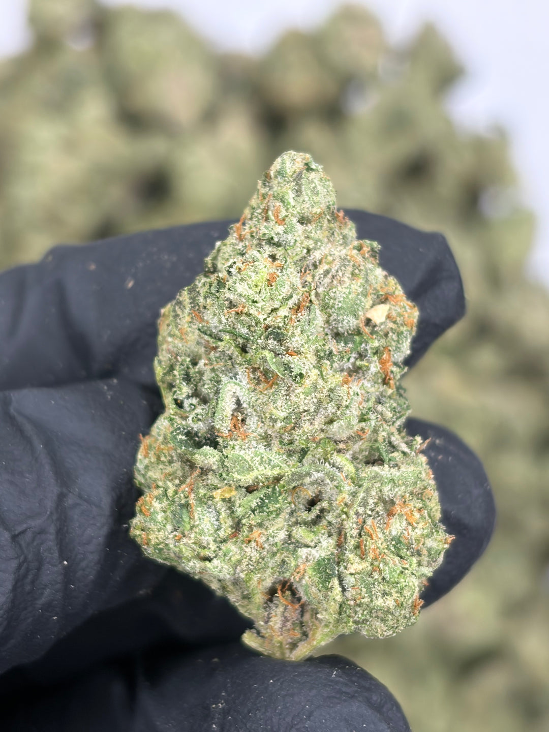 $99 Oz - Indoor Flower - LCG Max (Hybrid)