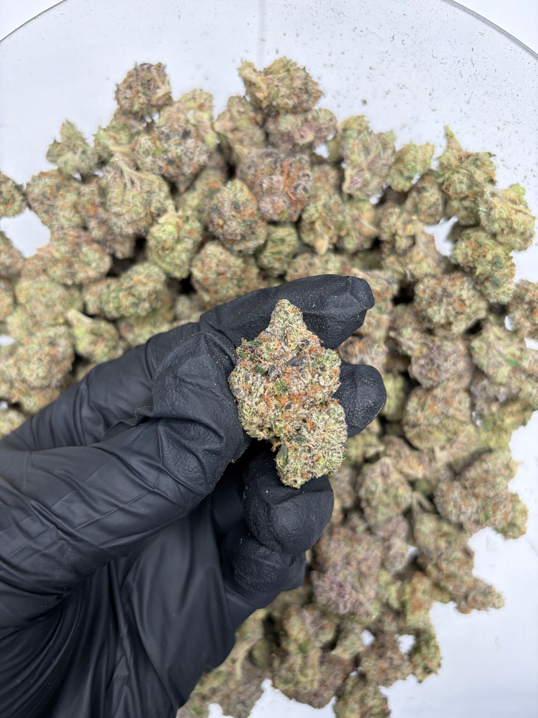 Indoor Exotics - Legends Cut - Flower