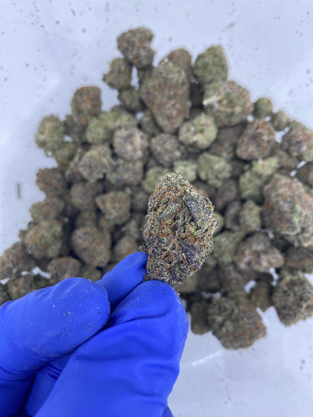 Indoor Exotics - Lemon Cherry Gelato - Flower