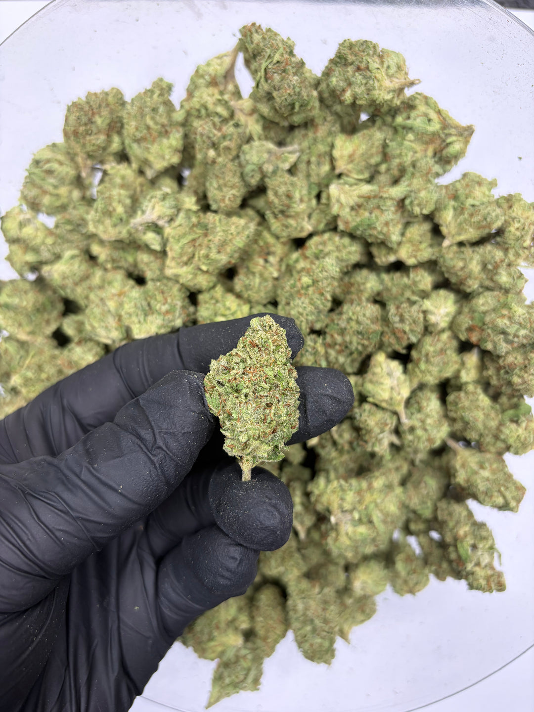 $99 Oz - Indoor Flower - Lemon Venom (Indica Hybrid)