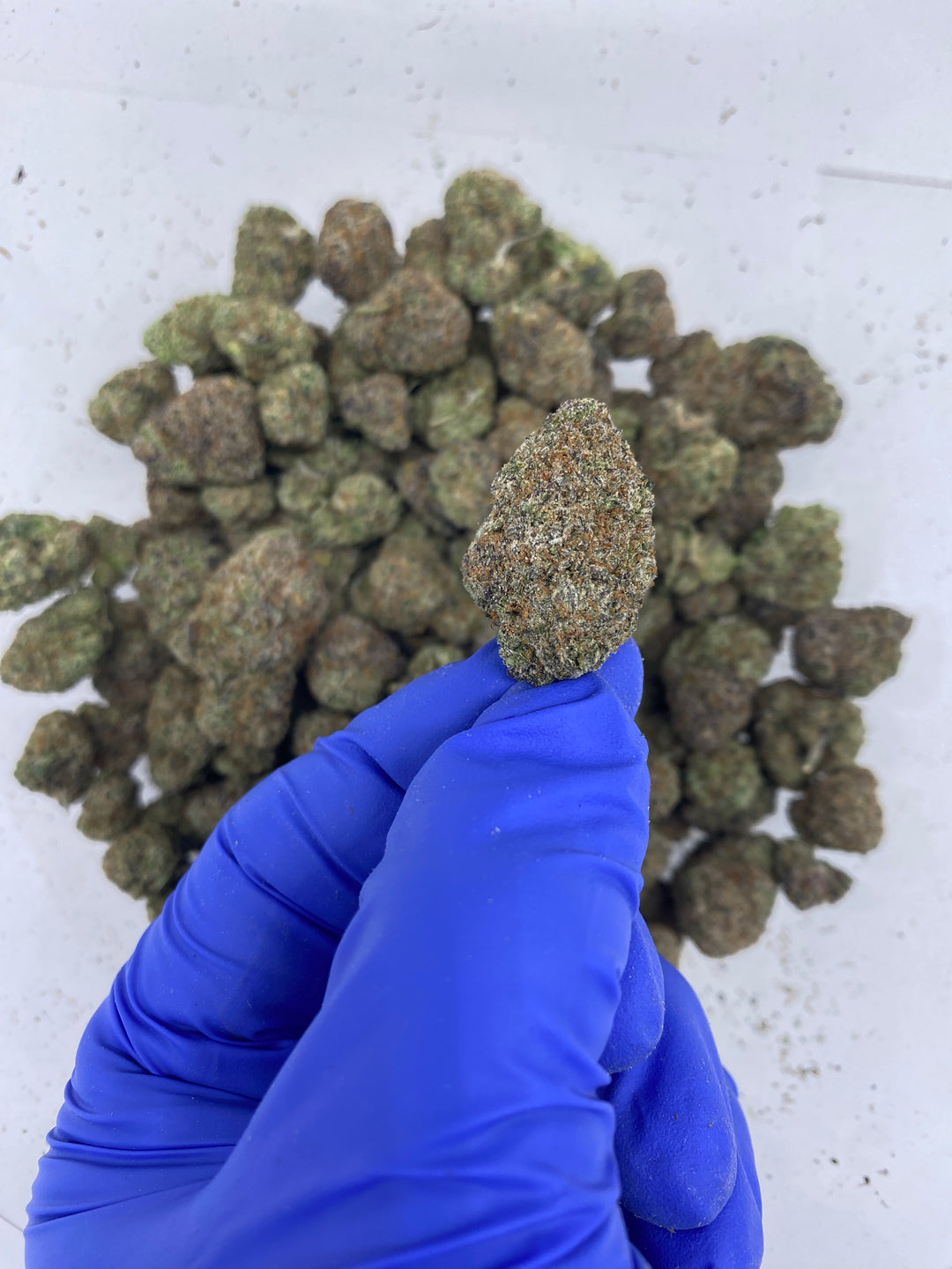Indoor Exotics - Mochie- Flower