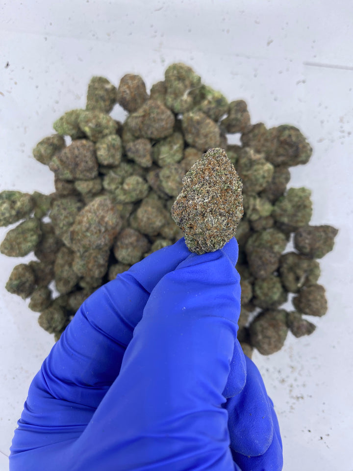 Indoor Exotics - Mochie- Flower