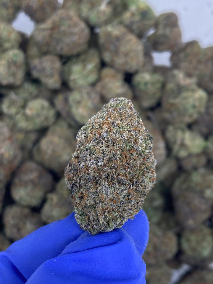 Indoor Exotics - Mochie- Flower