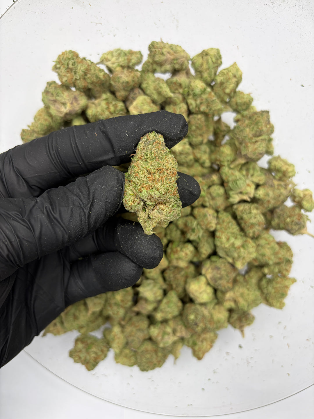 $99 Oz - Indoor Flower - Passion #1 (Indica Hybird)