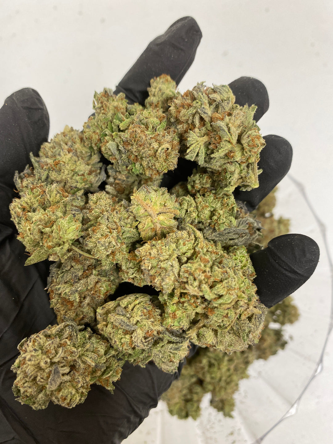$140 Oz - Top Shelf Exotics - Rainbow Gelato (Indica Hybrid)