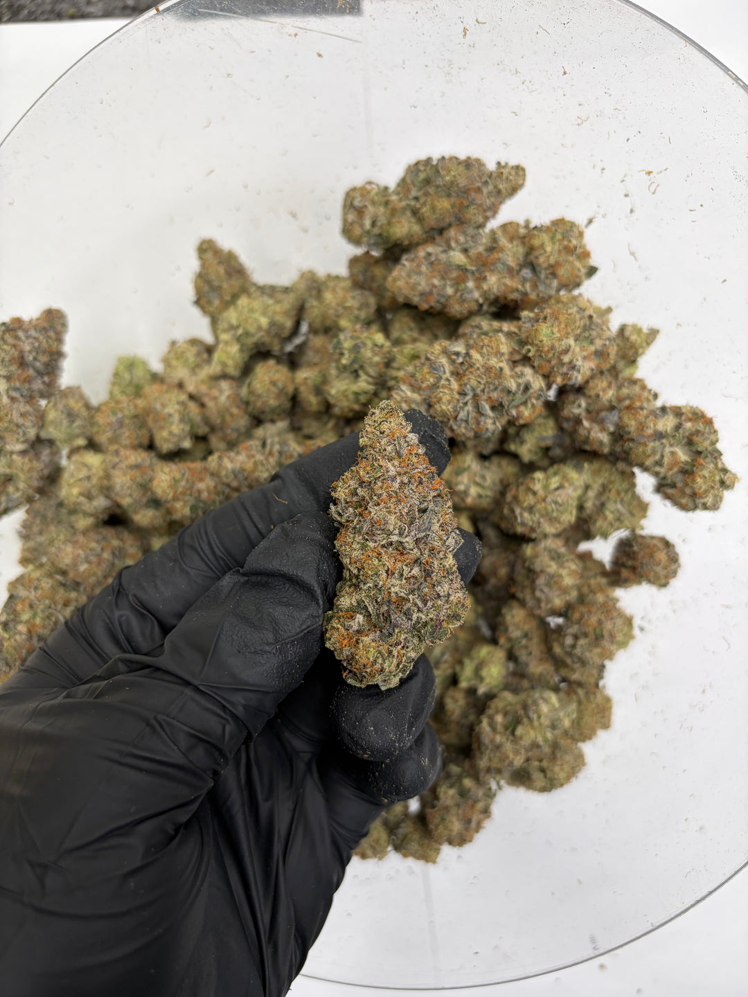 Indoor Exotics - Sherbanger - Flower