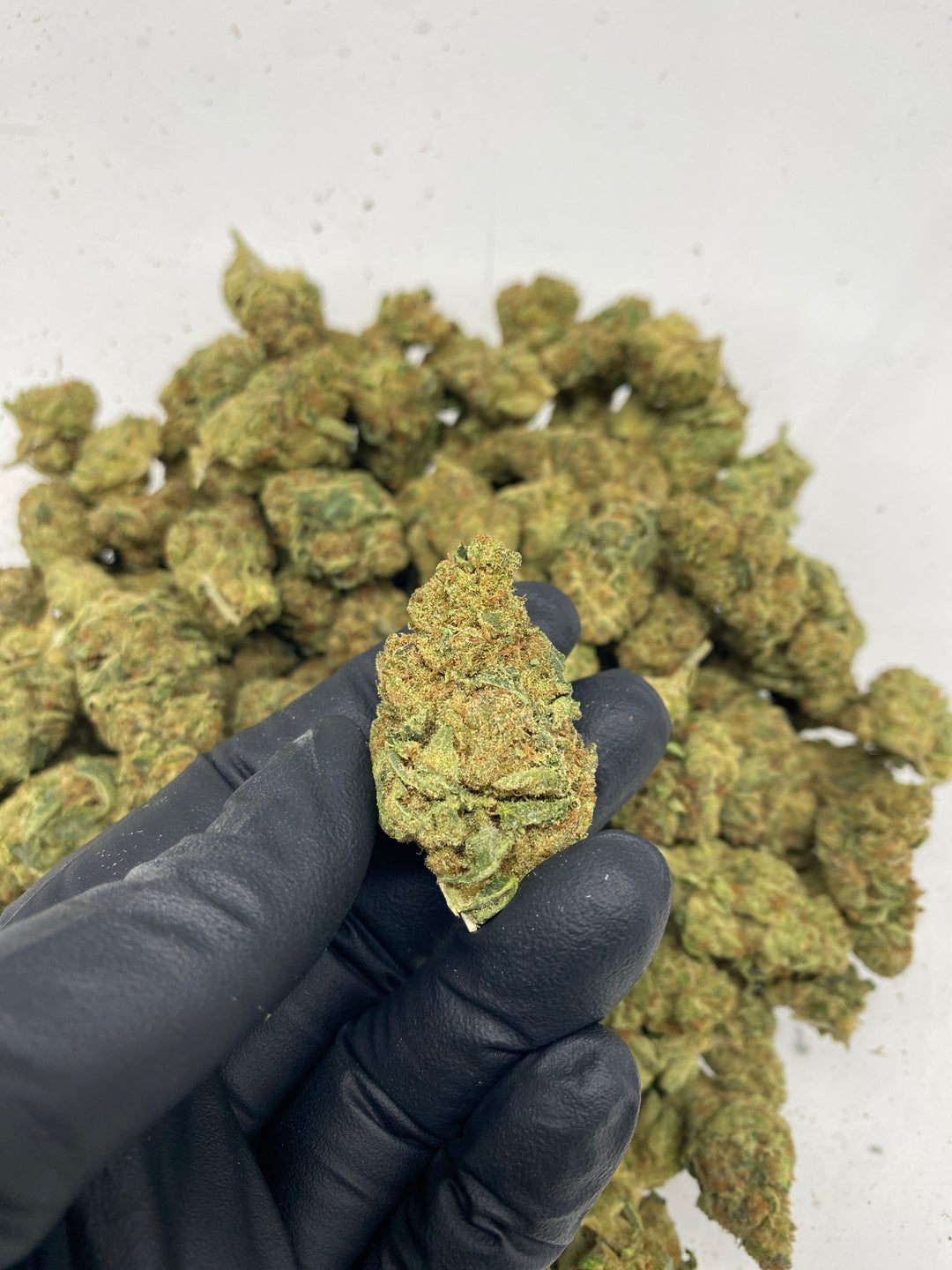 $99 Oz - Commercial Indoors - Space Queen - Flower