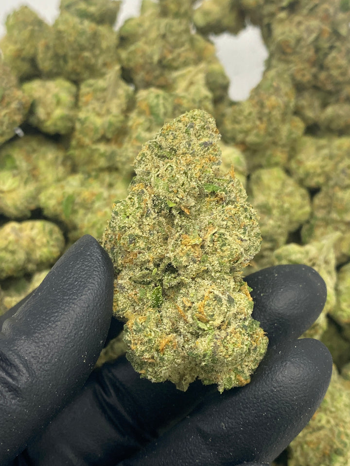 Indoor Exotics - Sugar Cookies - Flower