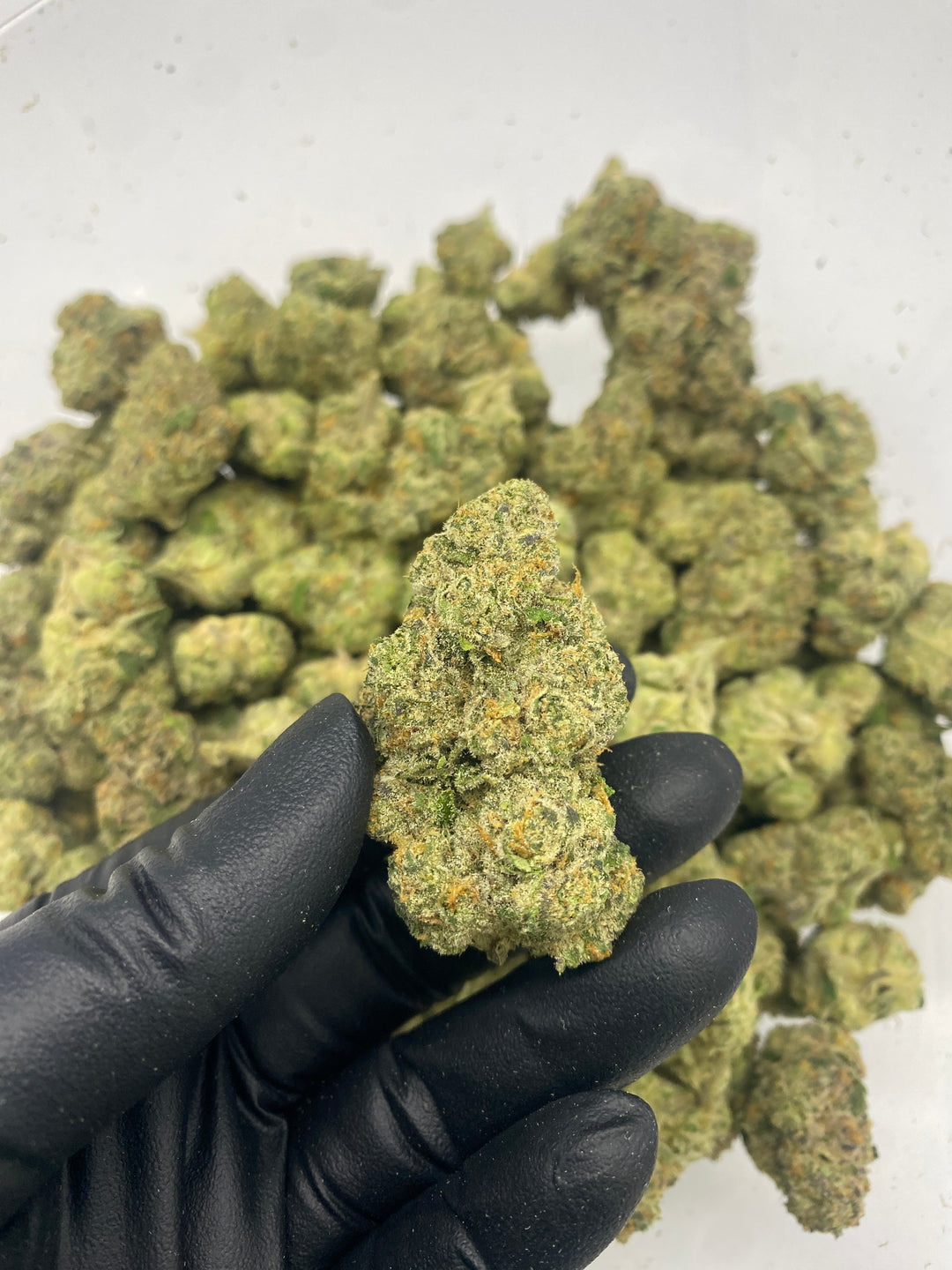 Indoor Exotics - Sugar Cookies - Flower