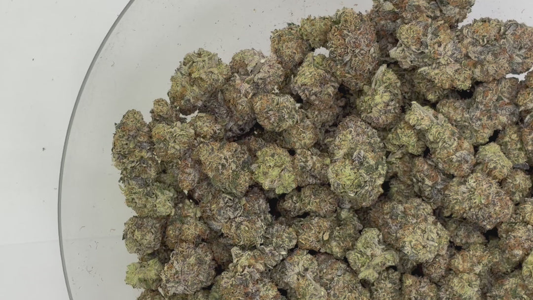 Indoor Exotics - Sherbanger - Flower