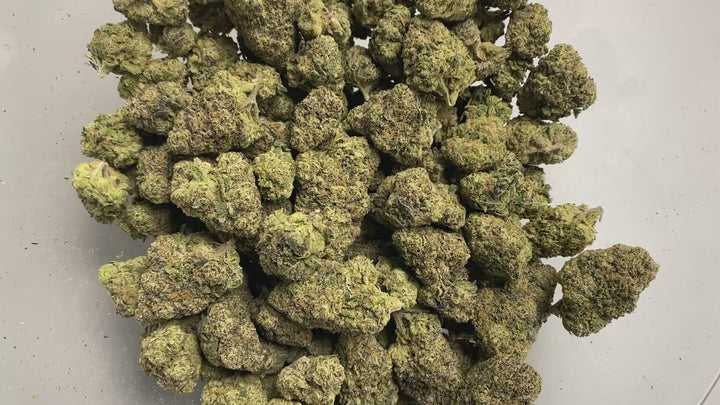 Indoor Exotics - Alien Spacecraft - Flower