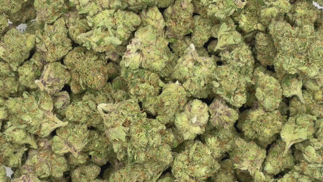 $99 Oz - Indoor Flower - Barbie Doll (Hybrid)