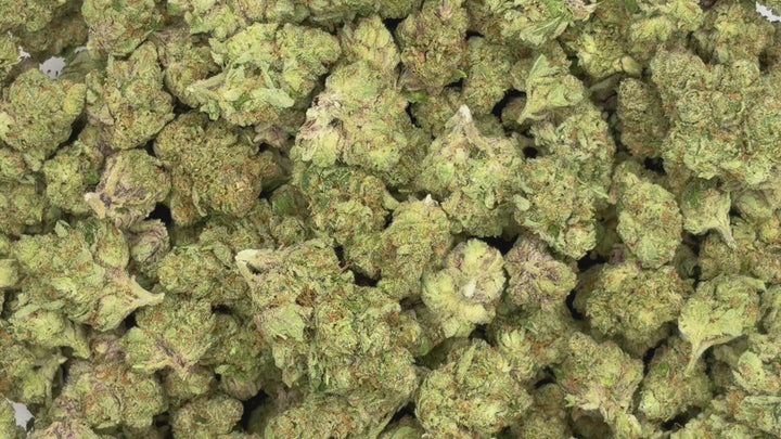 $99 Oz - Indoor Flower - Barbie Doll (Hybrid)
