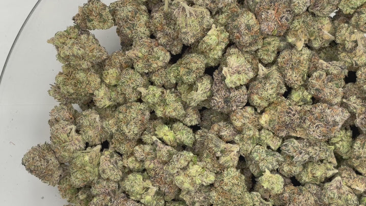 Indoor Exotics - Legends Cut - Flower
