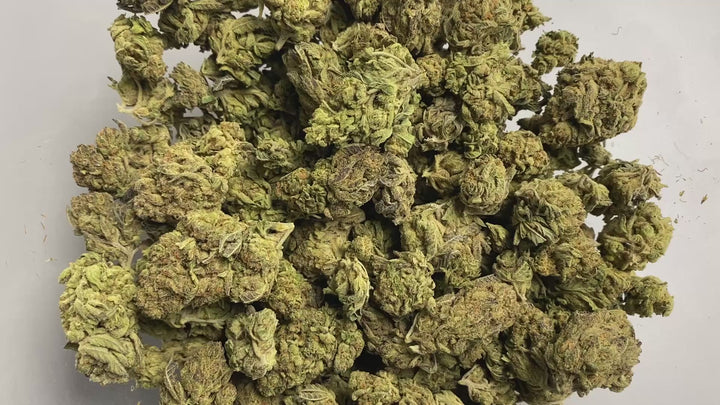 $99 Oz - Commercial Indoors - Italian Ice - Flower