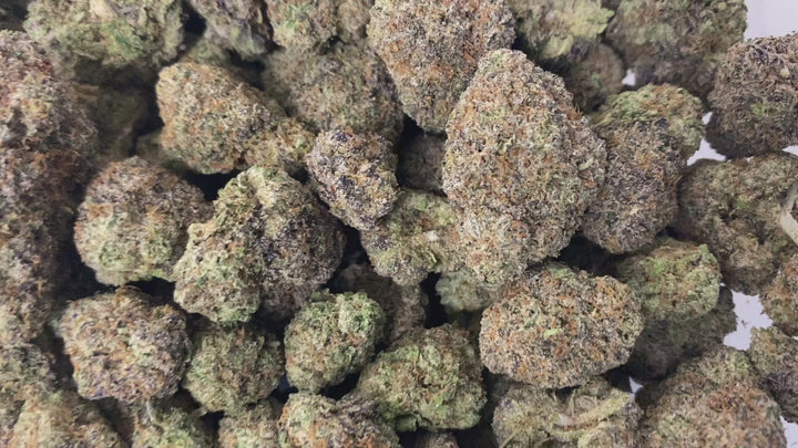 Indoor Exotics - Mochie- Flower