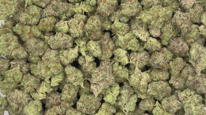 $99 Oz - Indoor Flower - Gazzurple (Sativa Hybrid)